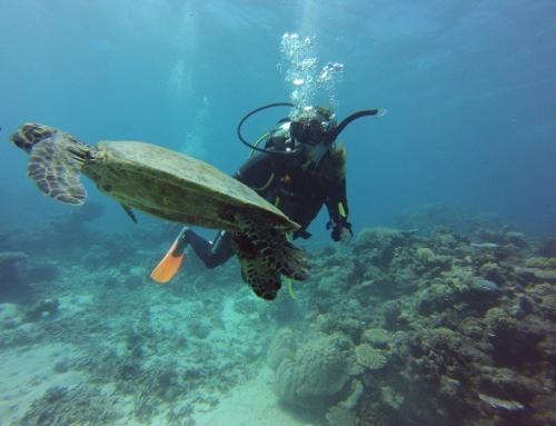 Cairns – Am Great Barrier Reef mit Nemo