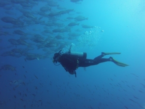 Yongala Dive - Schiffswrack