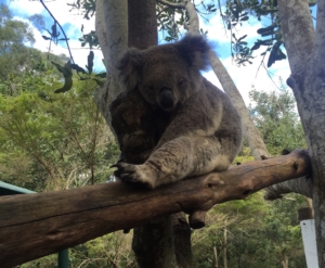 Koala Australien