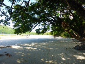 Cape Tribulation Australien