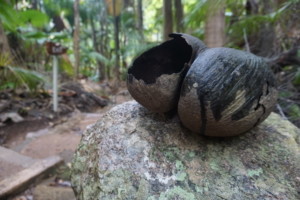 Fond Ferdinand Praslin