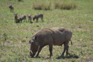 Schwein Serengeti