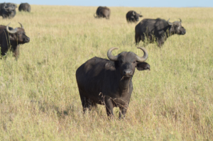 Wasserbüffel Serengeti