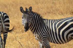 Zebra Tarangire Nationalpark