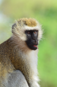 Affe Serengeti Tansania