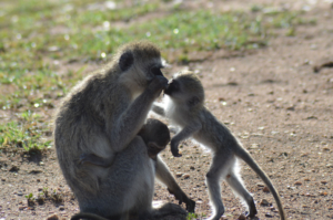 Affe Serengeti Tansania