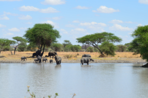 Elefanten Tarangier Nationalpark