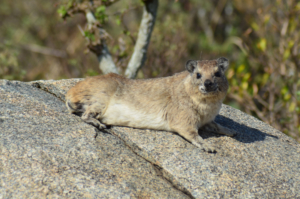 Serengeti Nationalpark