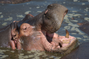 Nilpferd Tansania