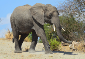 Elefant Tansania Tarangire