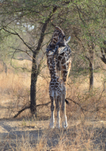 Giraffe Tansania Tarangire
