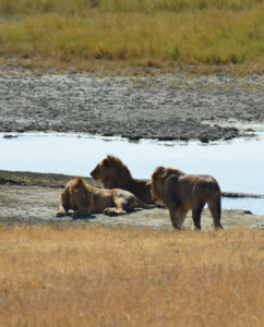 Loewen Ngorongoro Krater