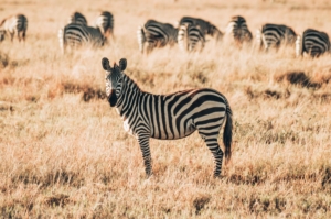 Zebra Tansania Safari