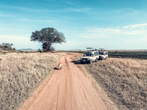 Löwe auf Tansania Safari