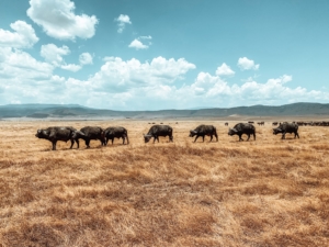 Wasserbüffel in Tansania