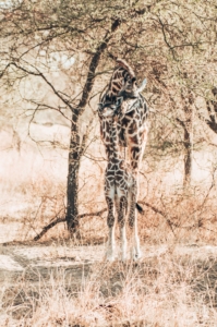 Giraffe Tansania mit Baby Giraffe