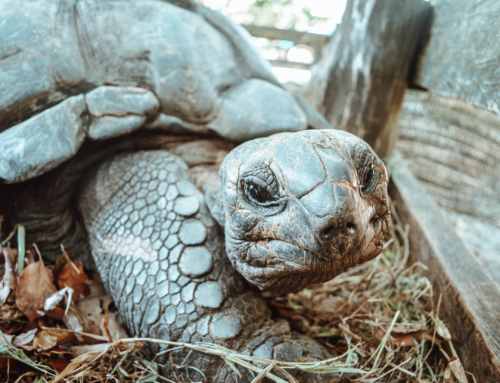 LaDigue – 6 Tipps für die Trauminsel