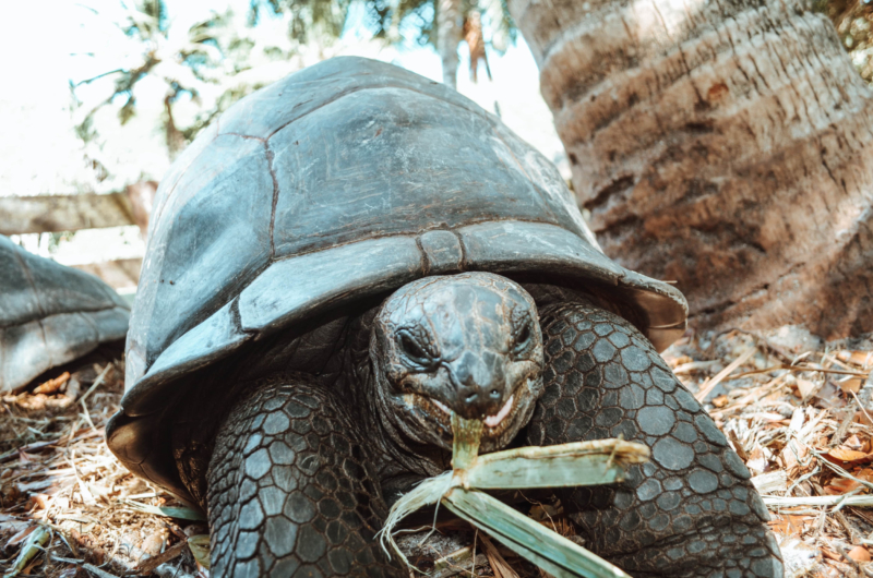 Schildkröte auf den Seychellen